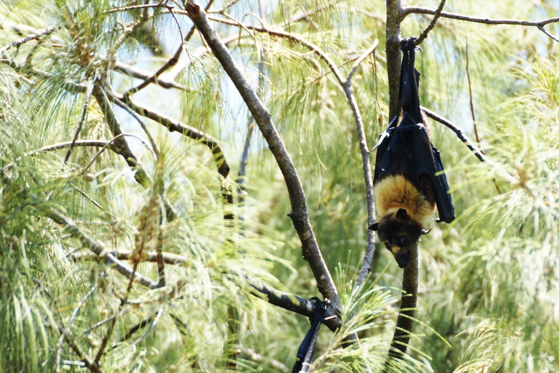 fruit bat (flying fox)