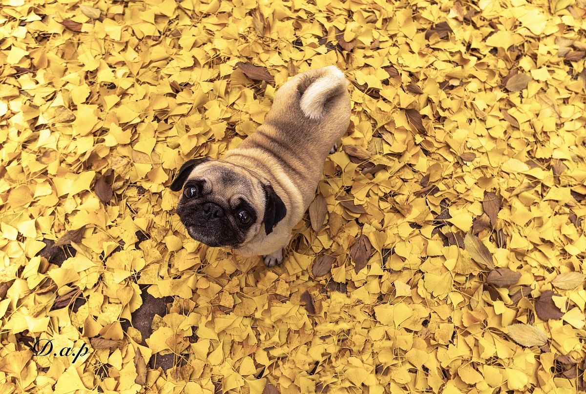 But it is already autumn ??? '