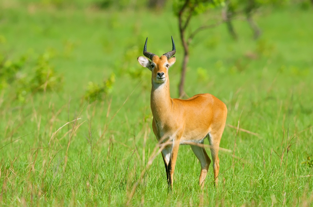 kob antilope