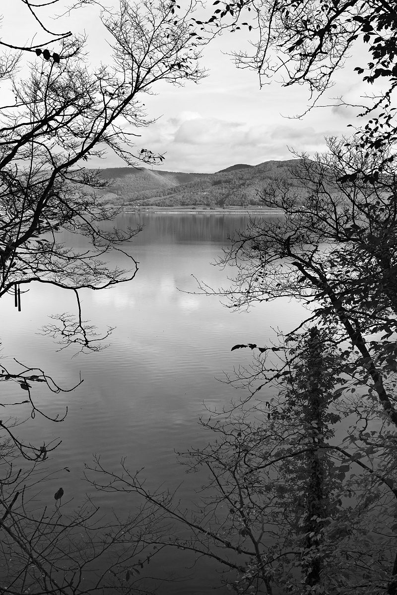 Glimpse into the branches