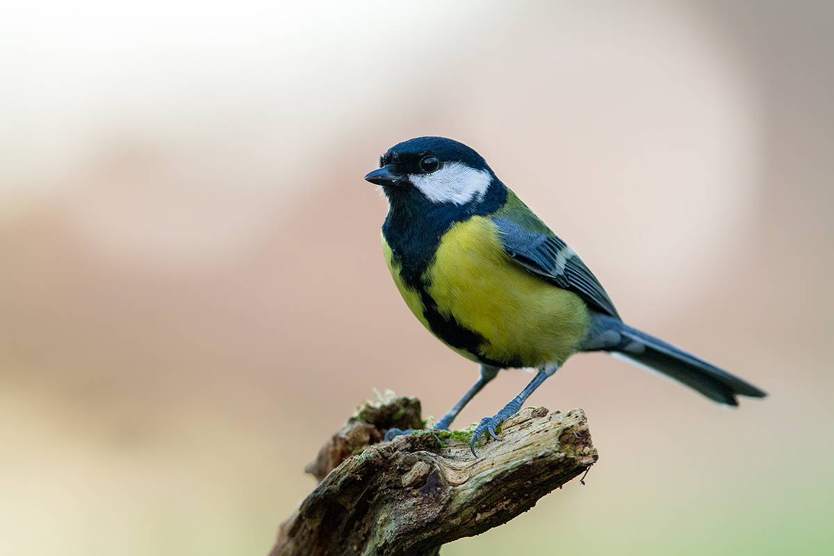 Great Tit
