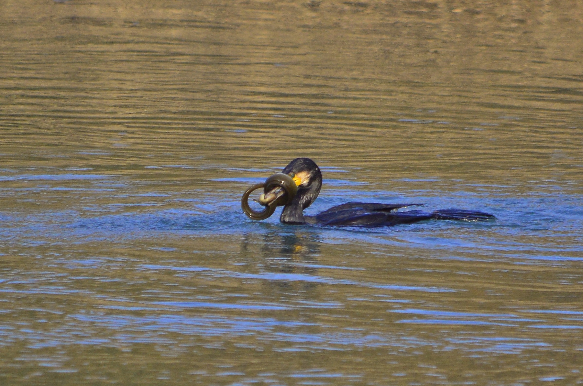 Cormorano vs anguilla