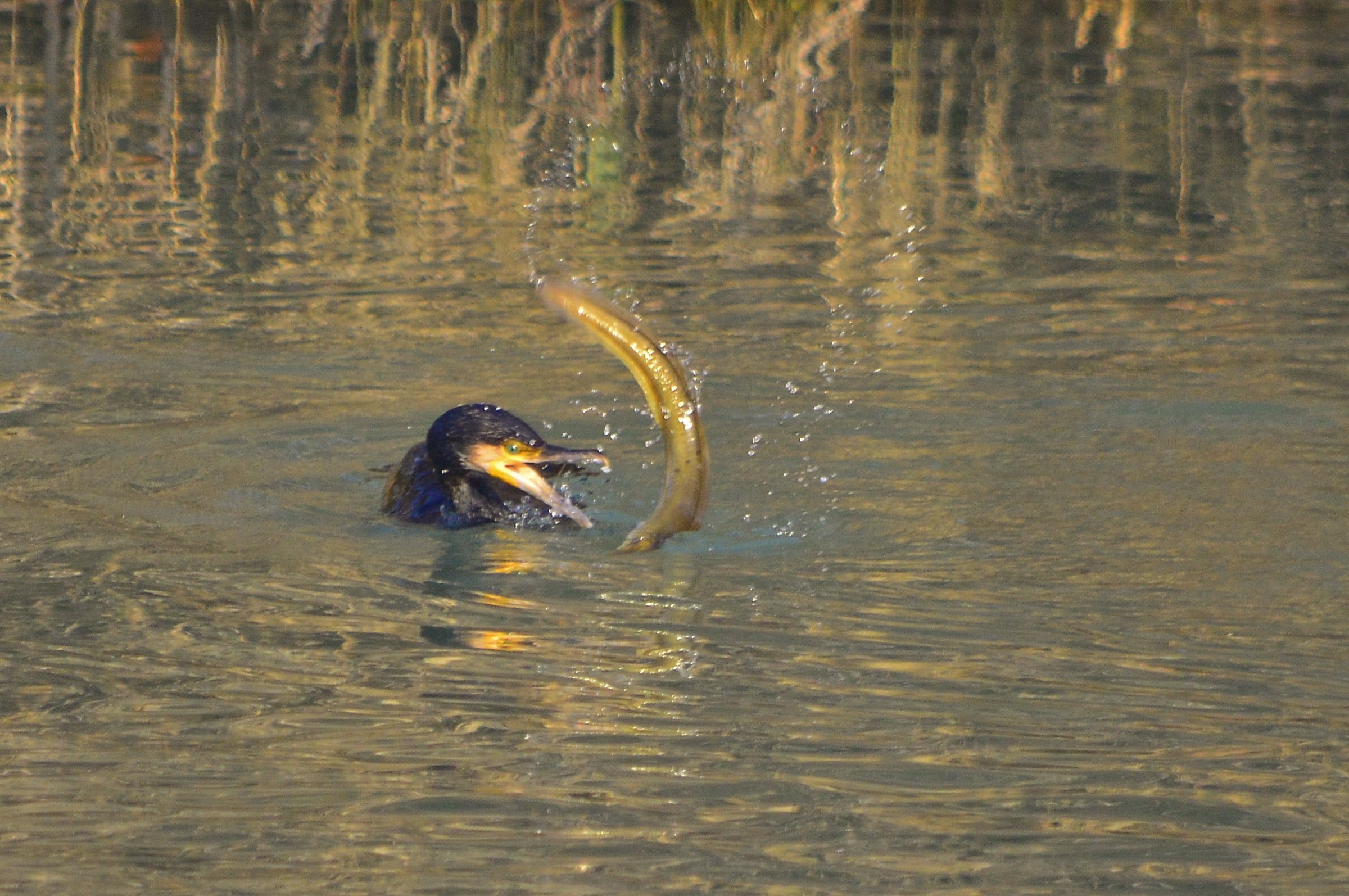 Cormorano vs anguilla