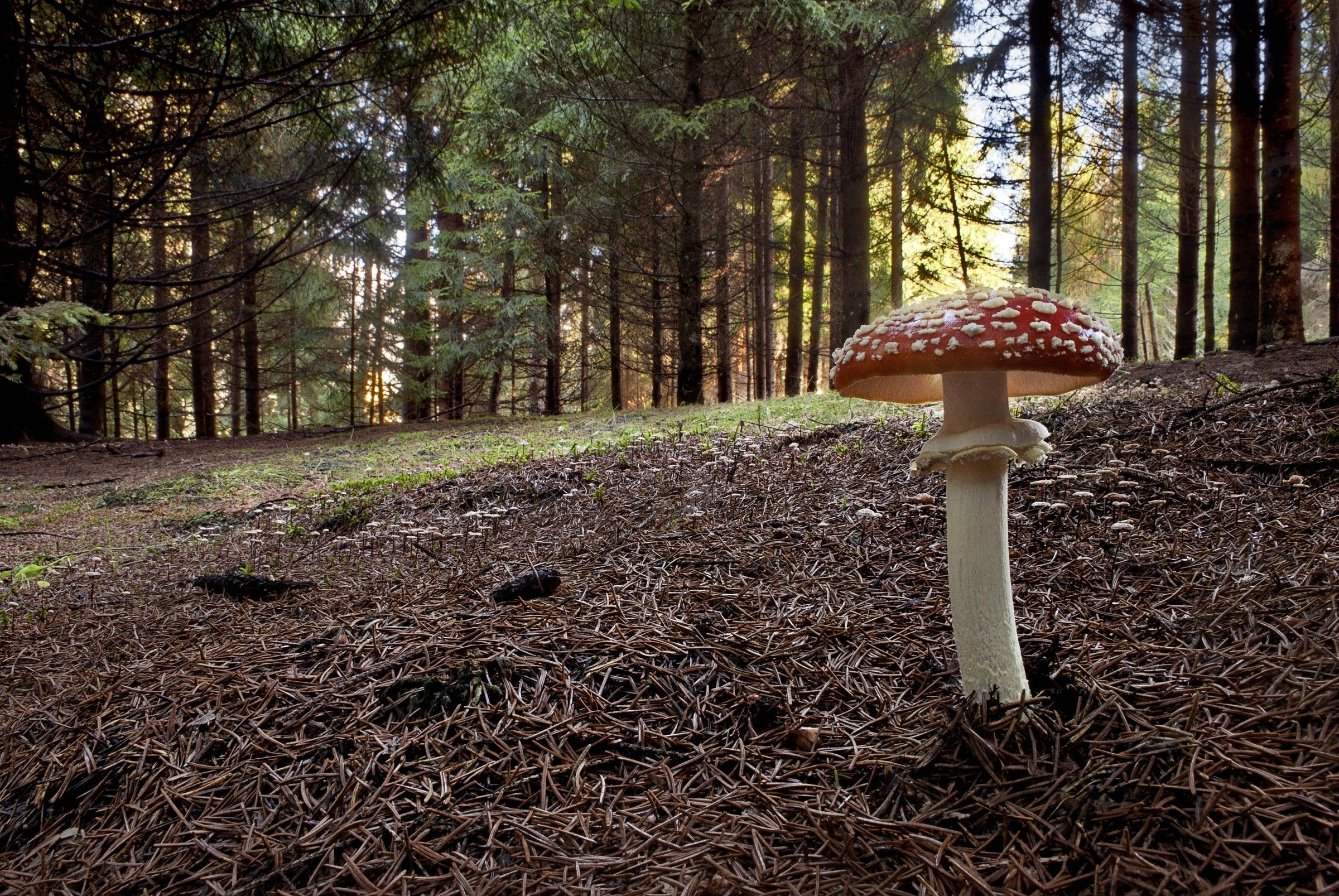La sentinella del bosco