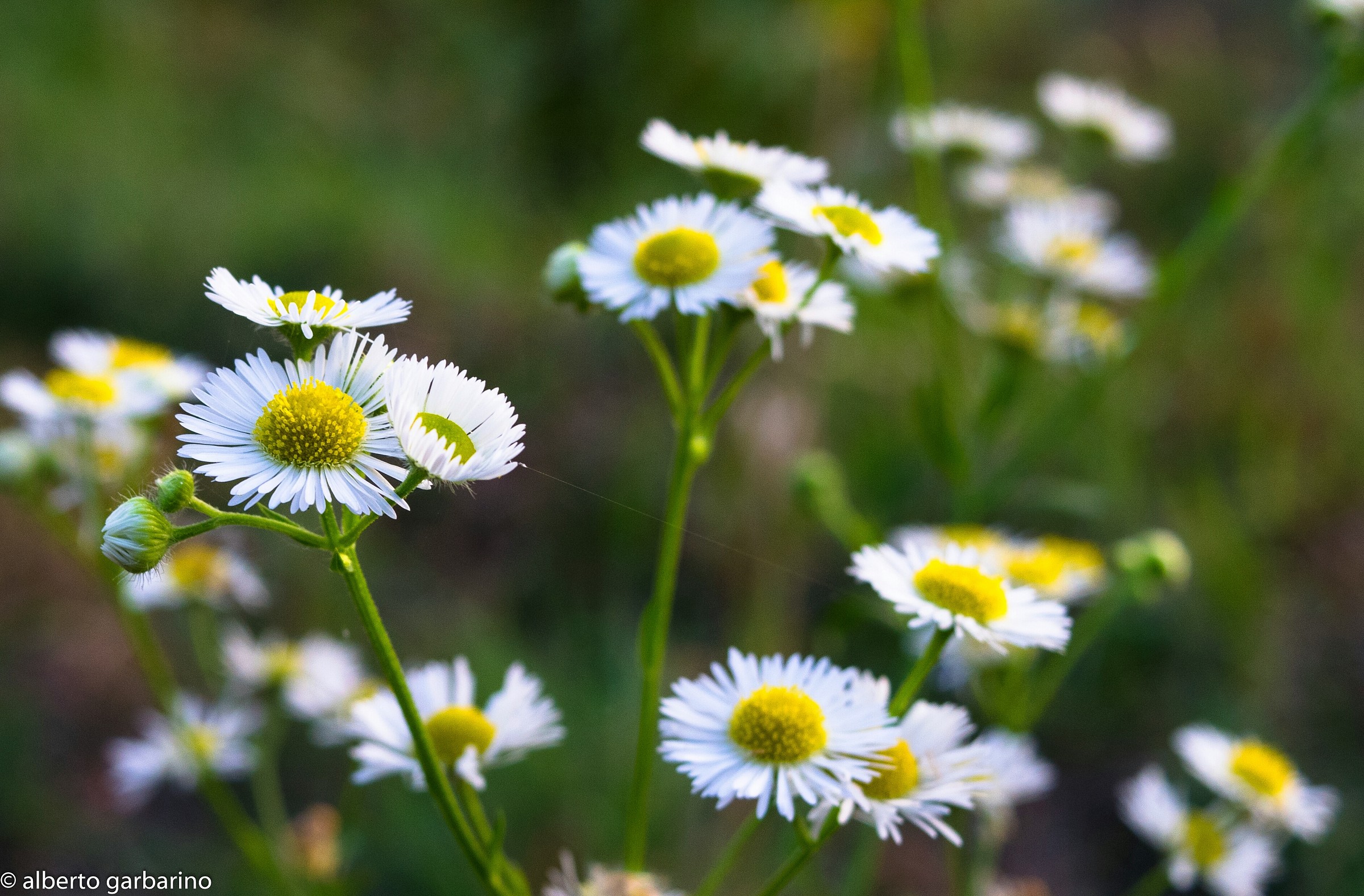 Margherite con filo di ragno