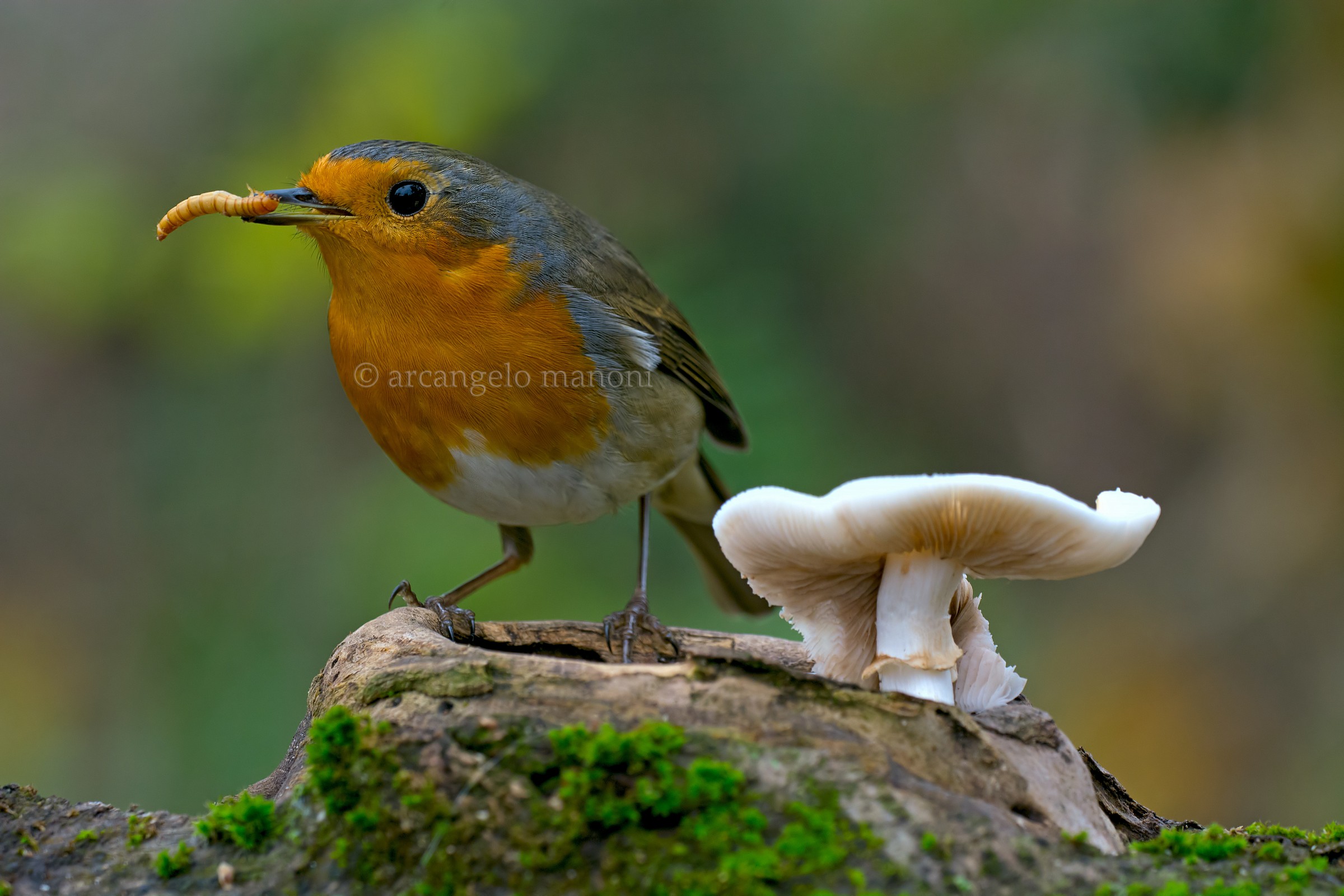 Il fungo ,il pettirosso e la camola