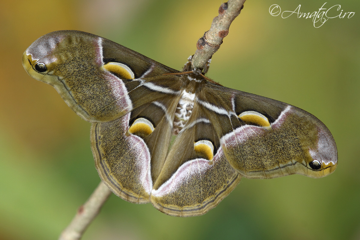 Samia ricini (Donovan, 1798)