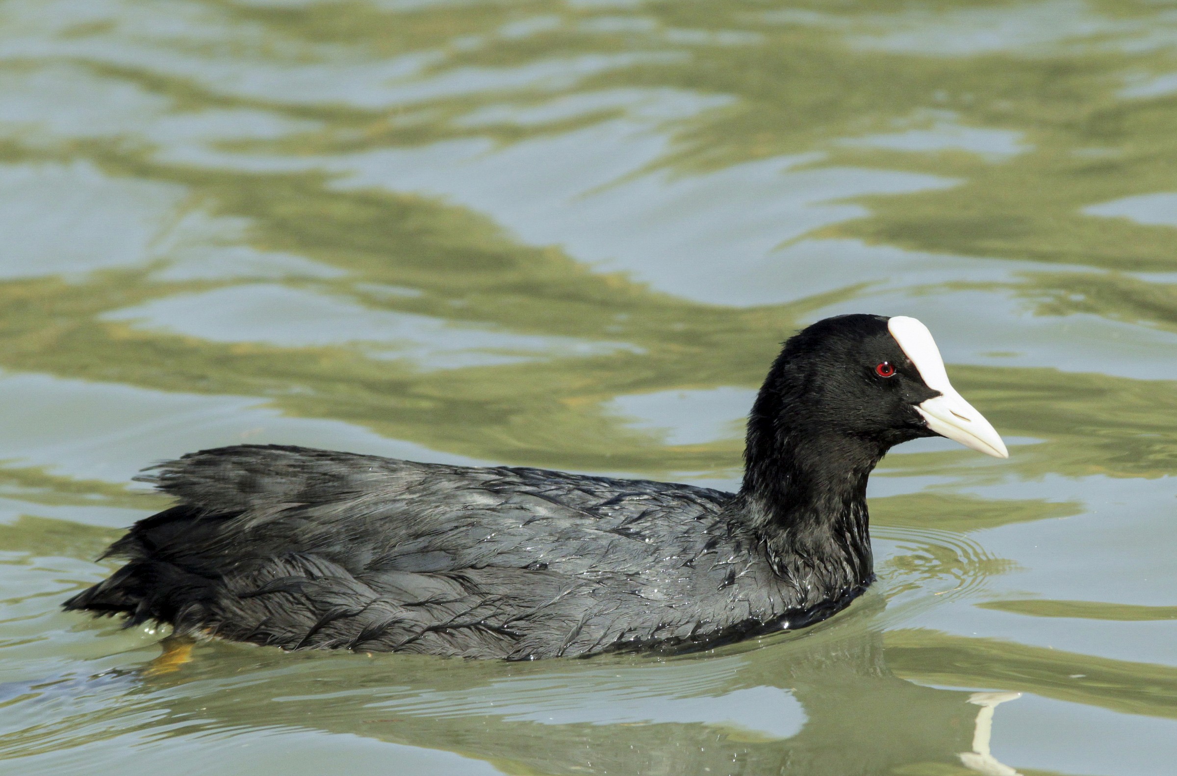 Coot