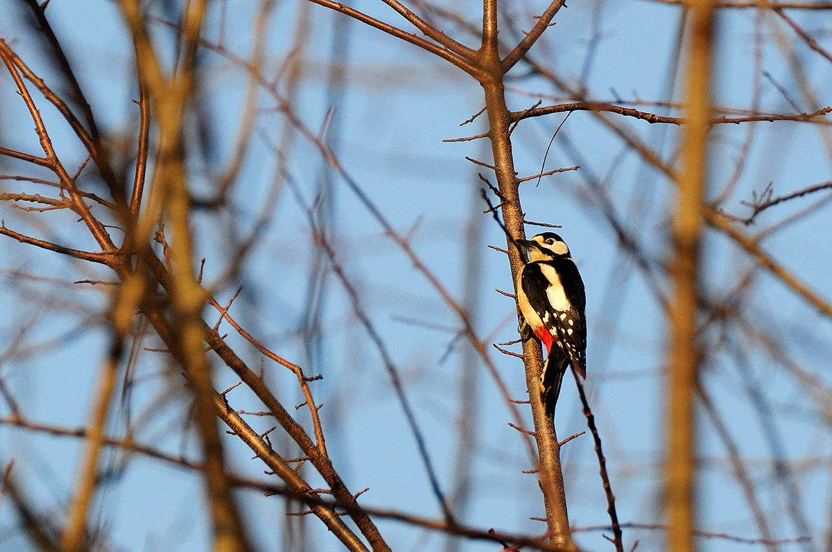 Spotted Woodpecker