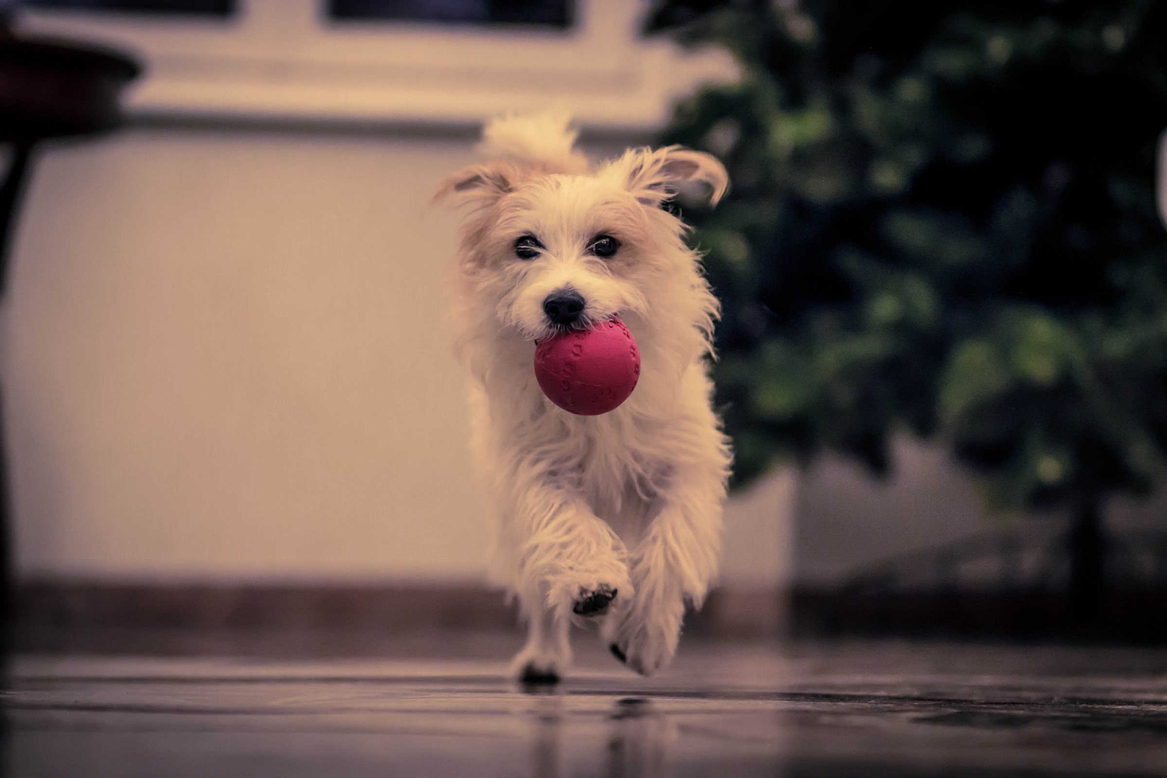 Milo e pallina... cosa unica!