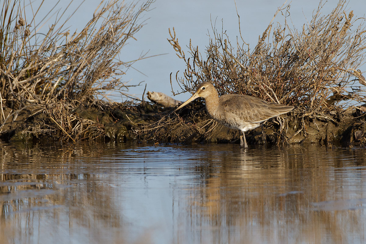 Black-tailed Godwit
