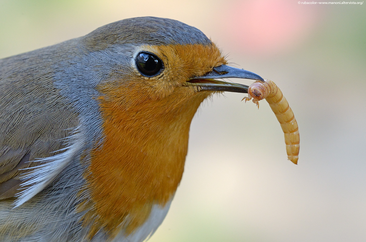 Il Killer alato (NO crop)