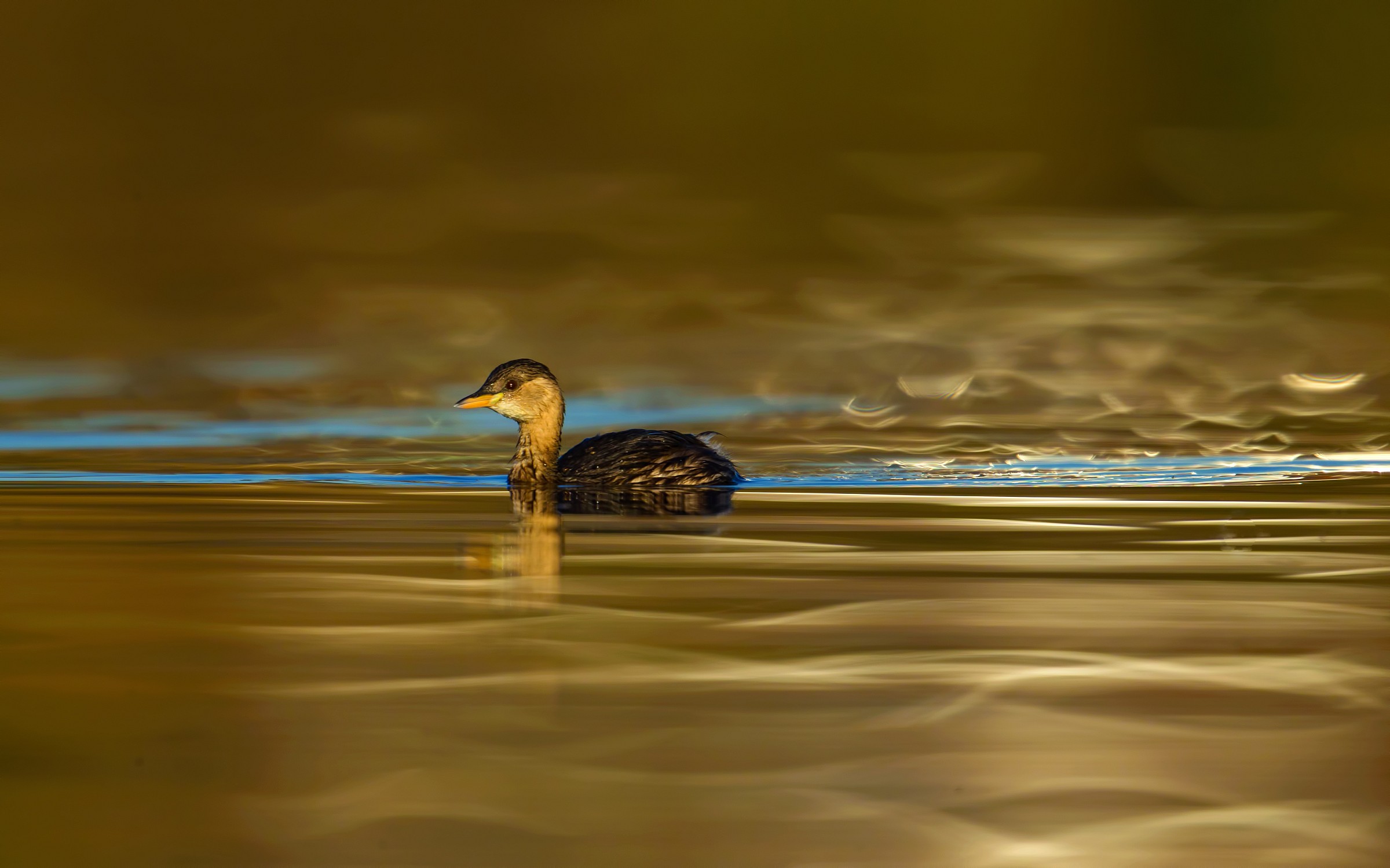 Little Grebe!