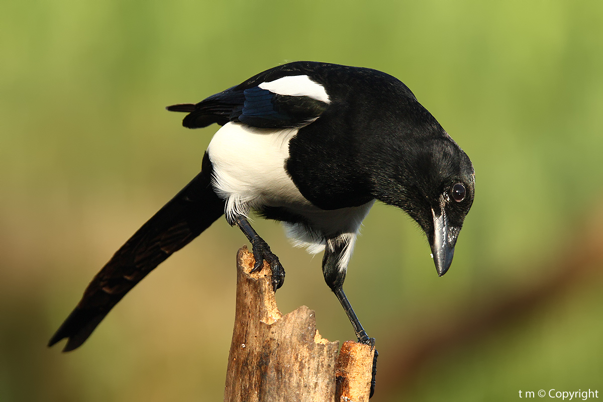 Magpie