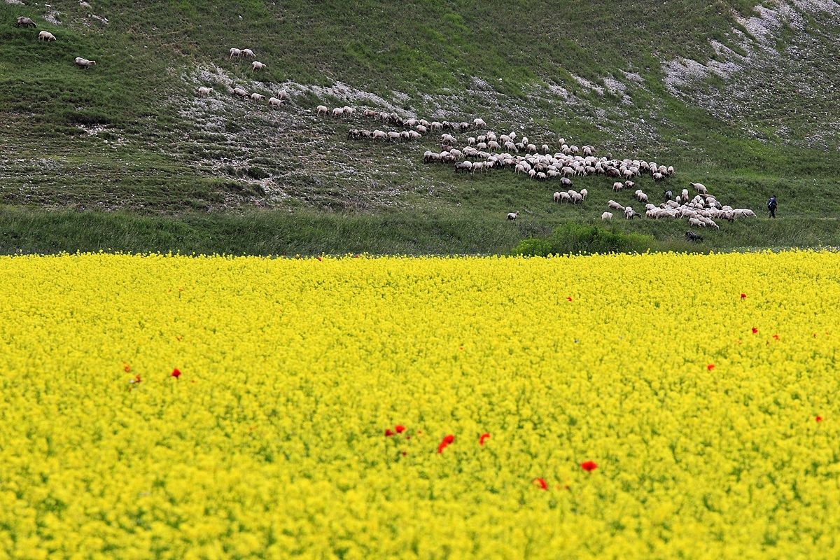 Castelluccio 2014 gregge
