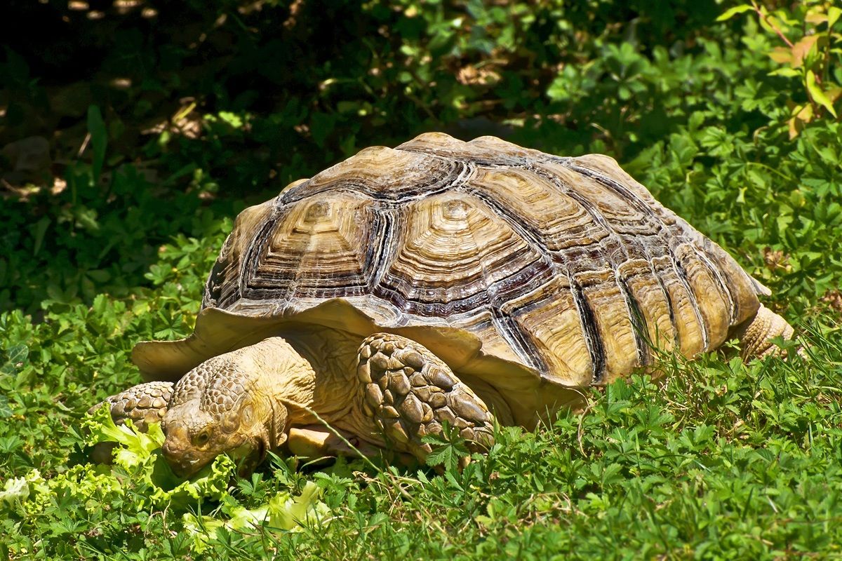 Tortoise