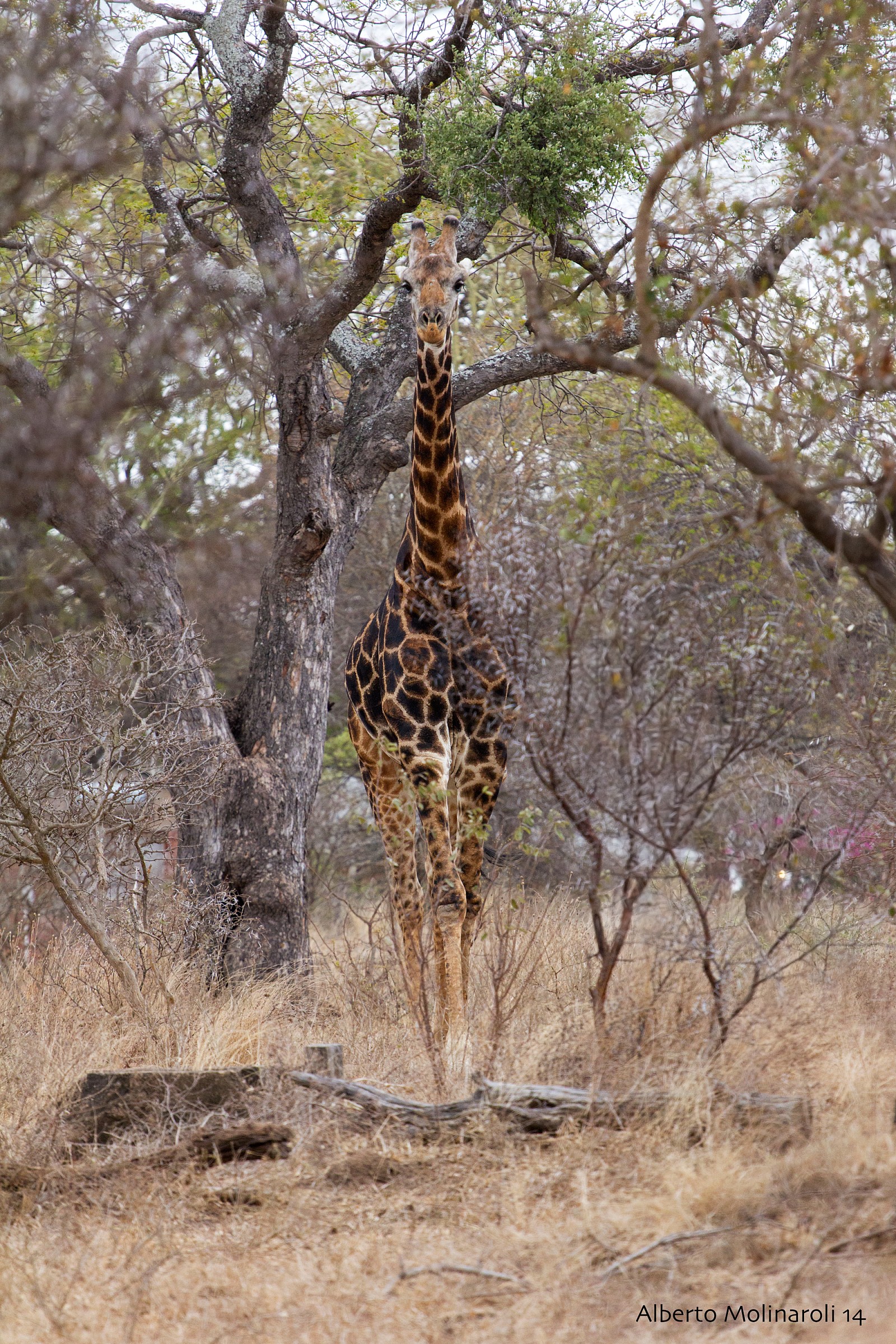 Giraffa nel bush