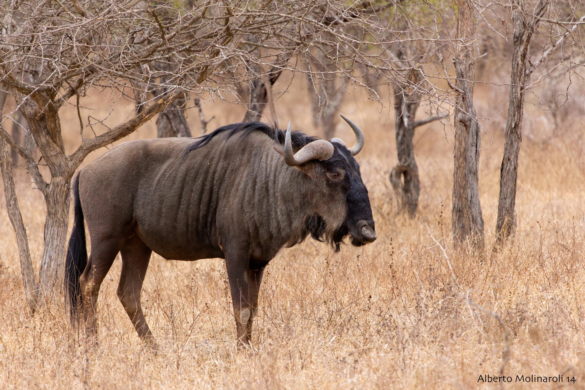 Gnu solitario