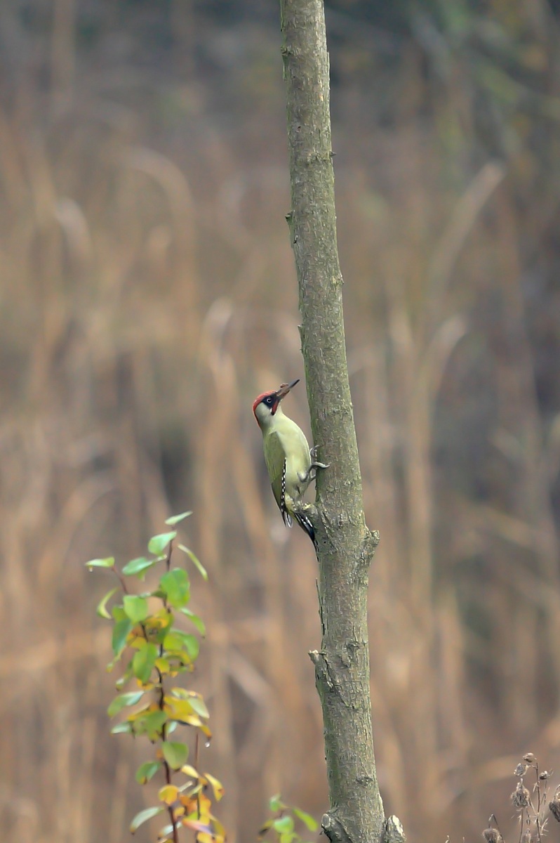 green woodpecker