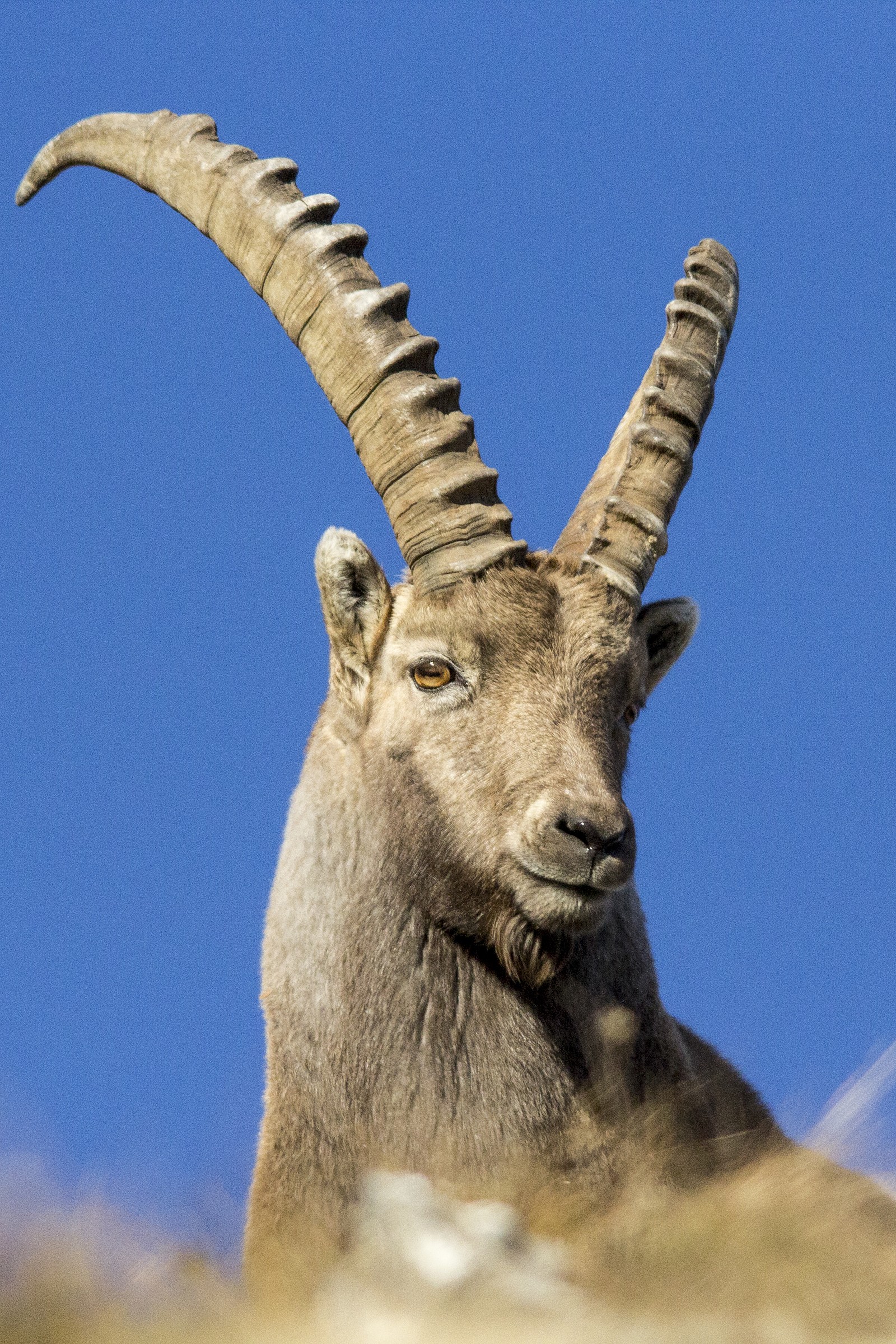 Ibex portrait