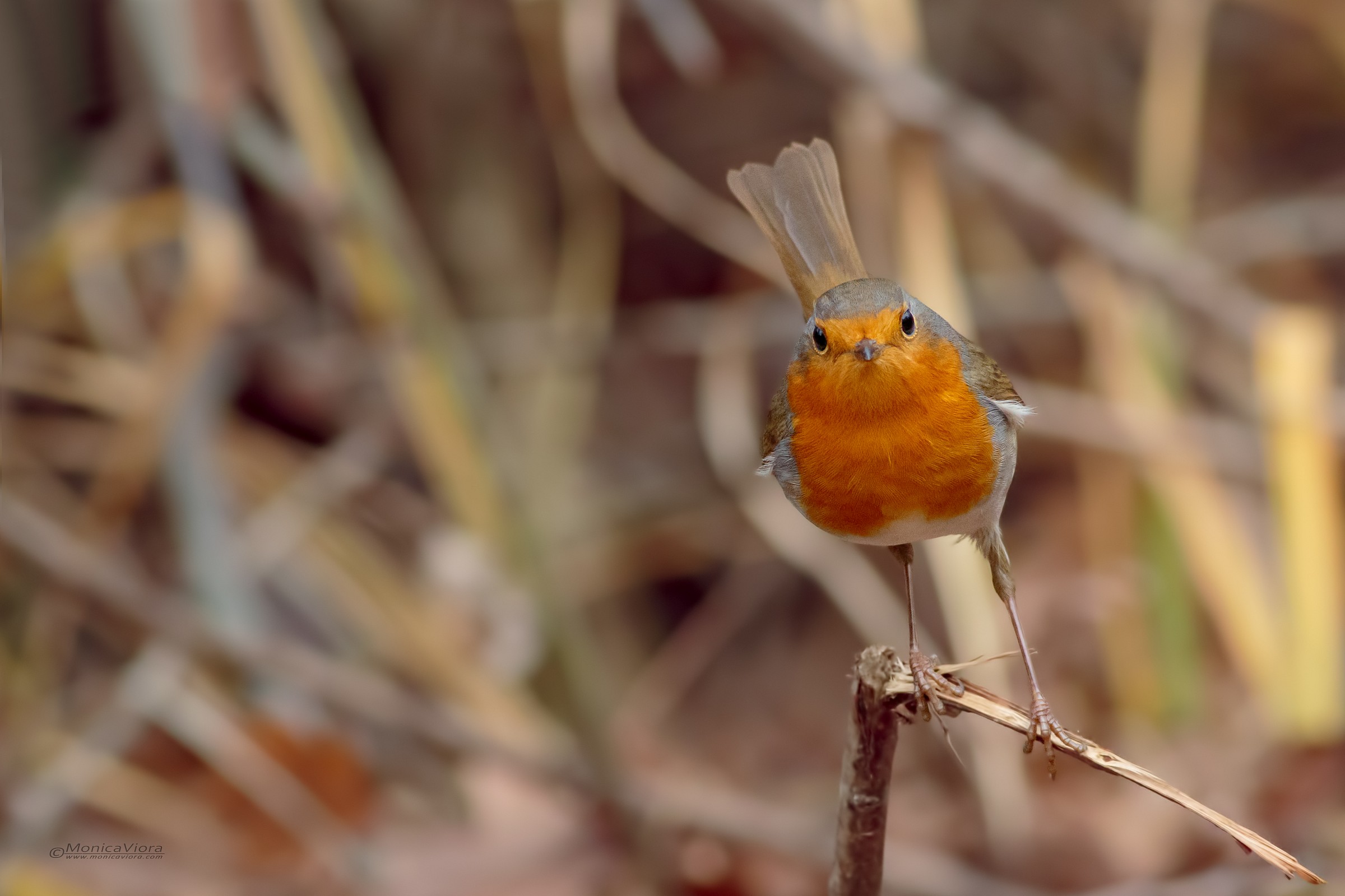 Robin - to you x you