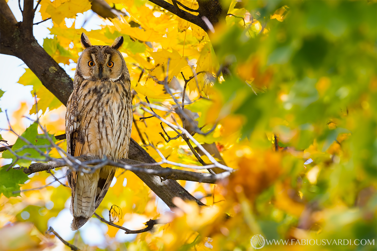 Eared owl (Owl)