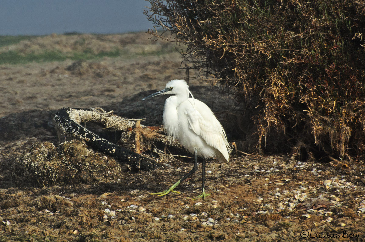 Egret