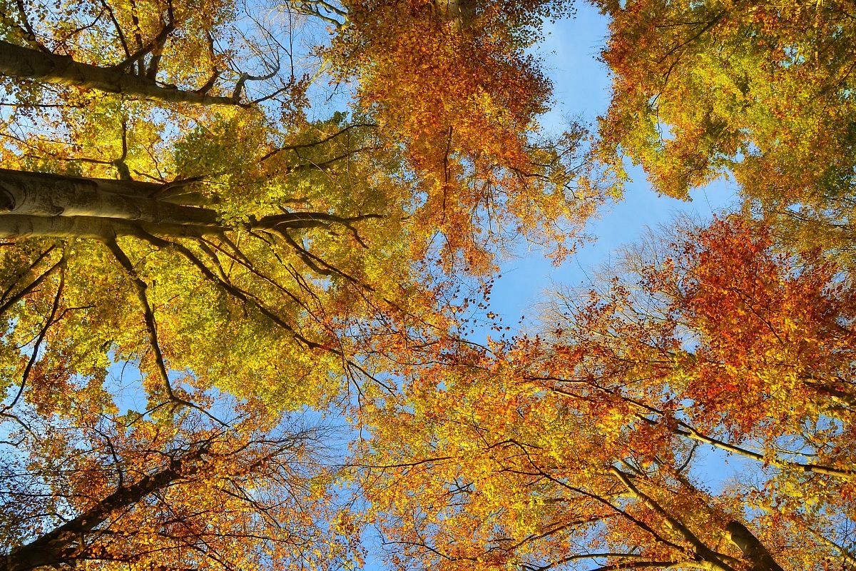 Between heaven and earth