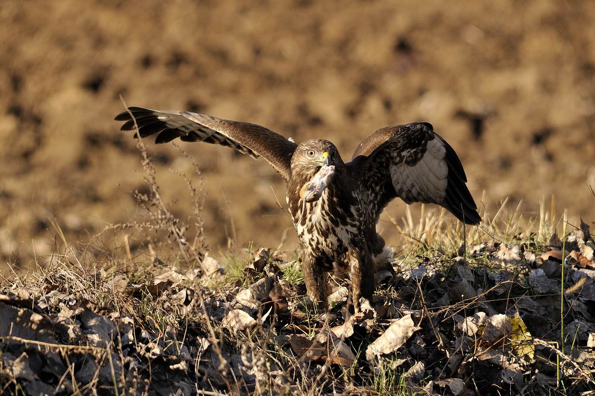 Ragazze, di chi è questo?