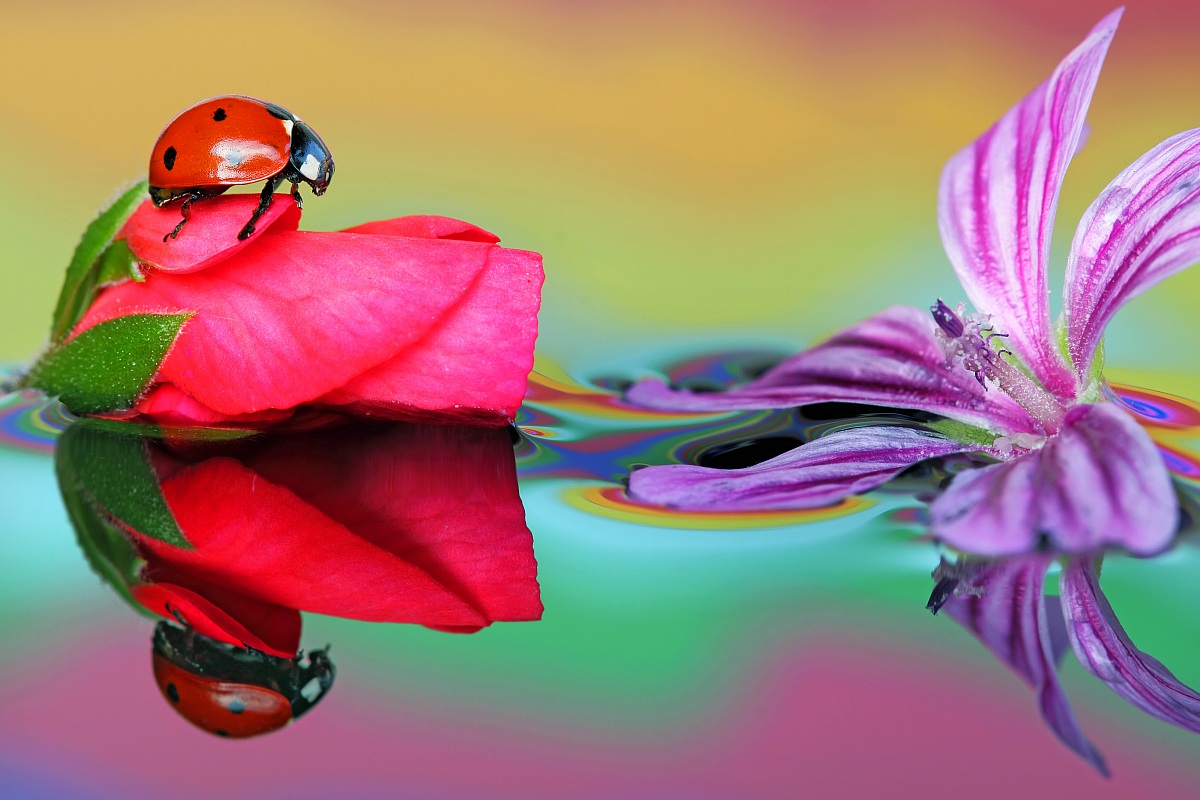 Tra i colori dell'arcobaleno