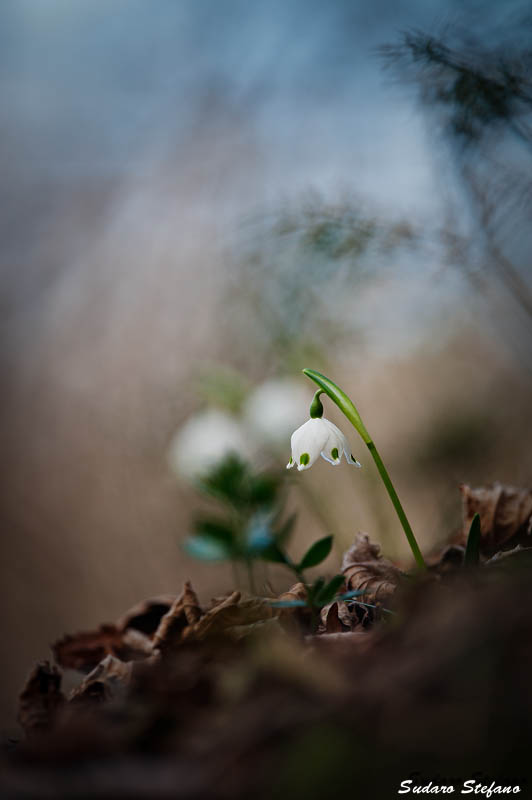 Snowdrop