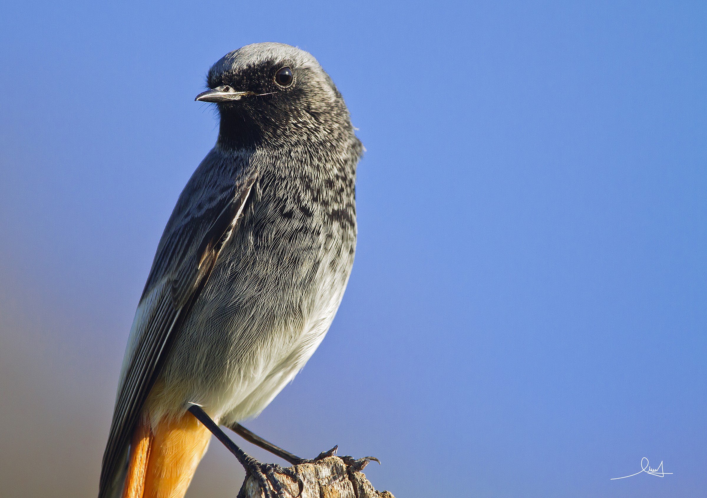 Black Redstart