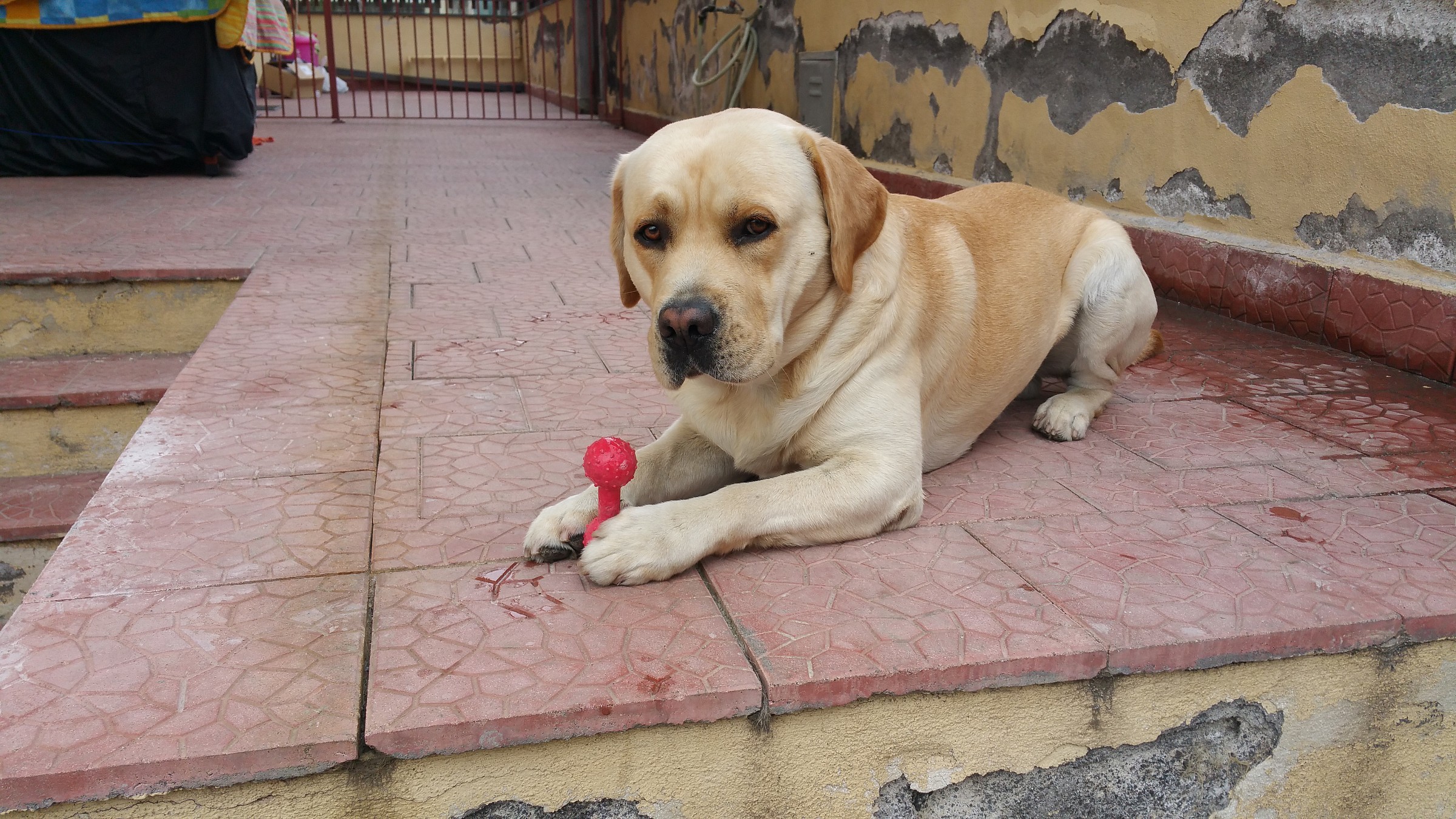 My Pets - Example photos with notes 4 (no processing)