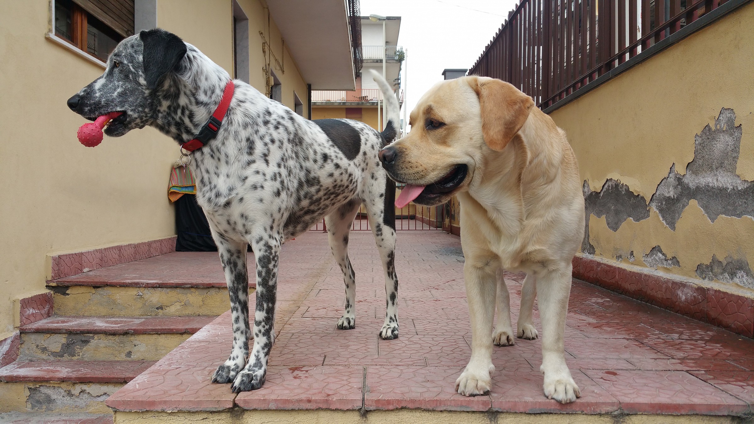 My Pets - Example photos with notes 4 (no processing)