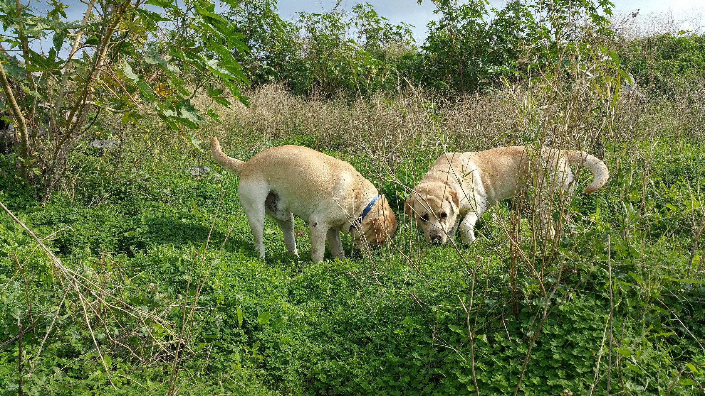 My Pets - Example photos with notes 4 (no processing)