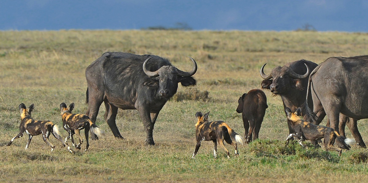 The goal in the viewfinder