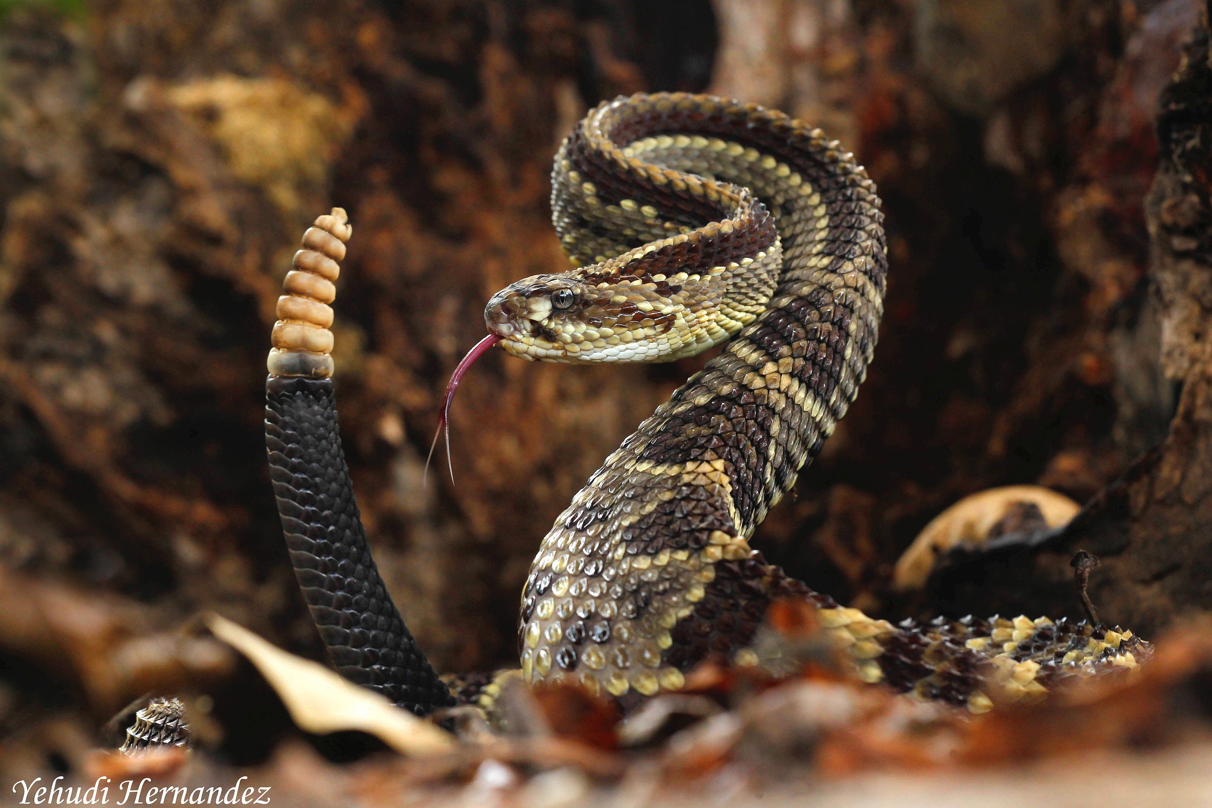 Neotropical Rattle snake
