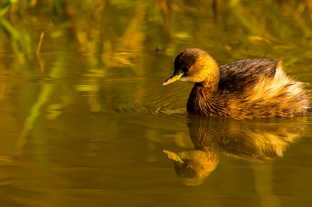 Little Grebe