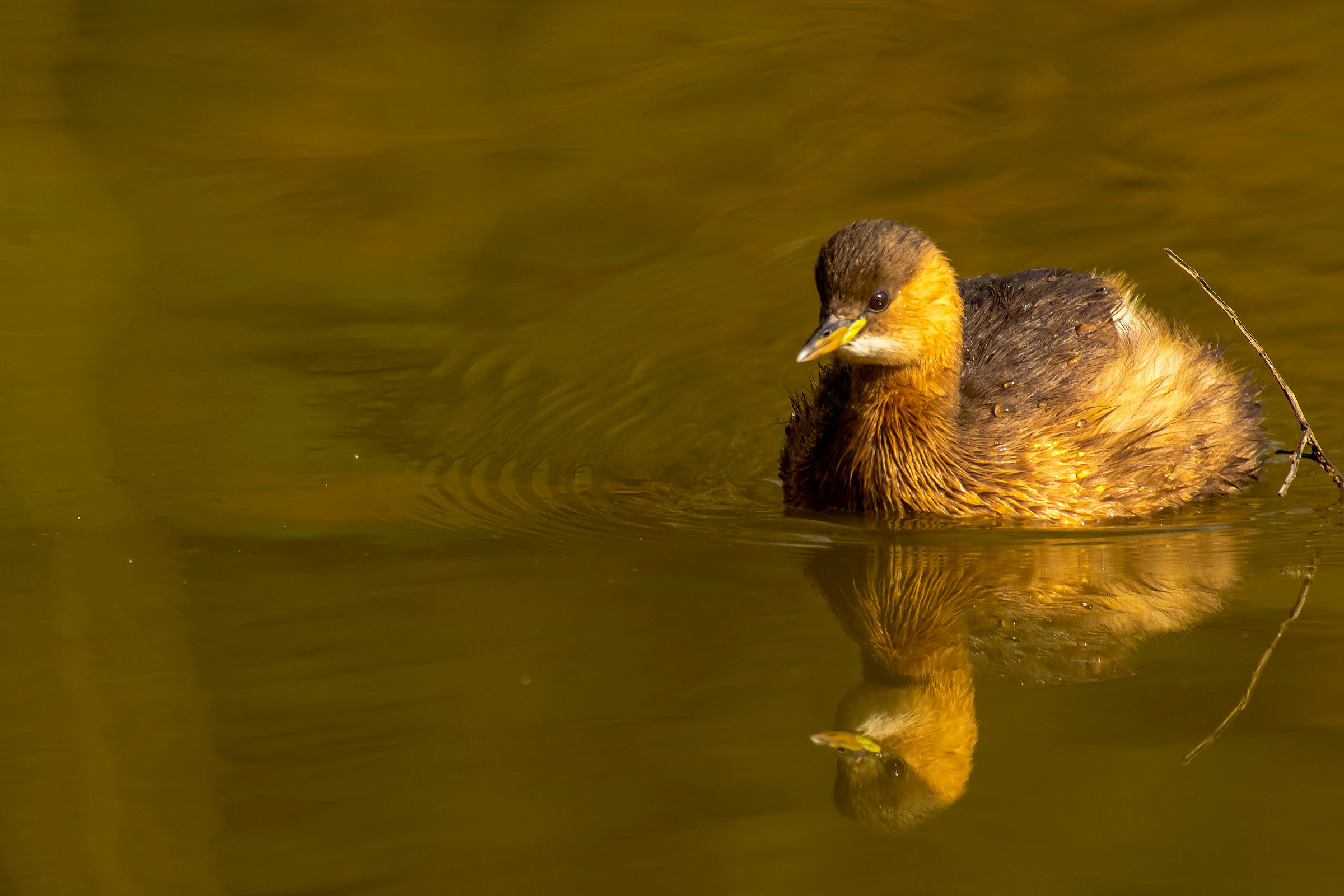 Little Grebe