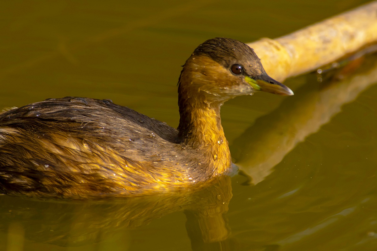 Little Grebe