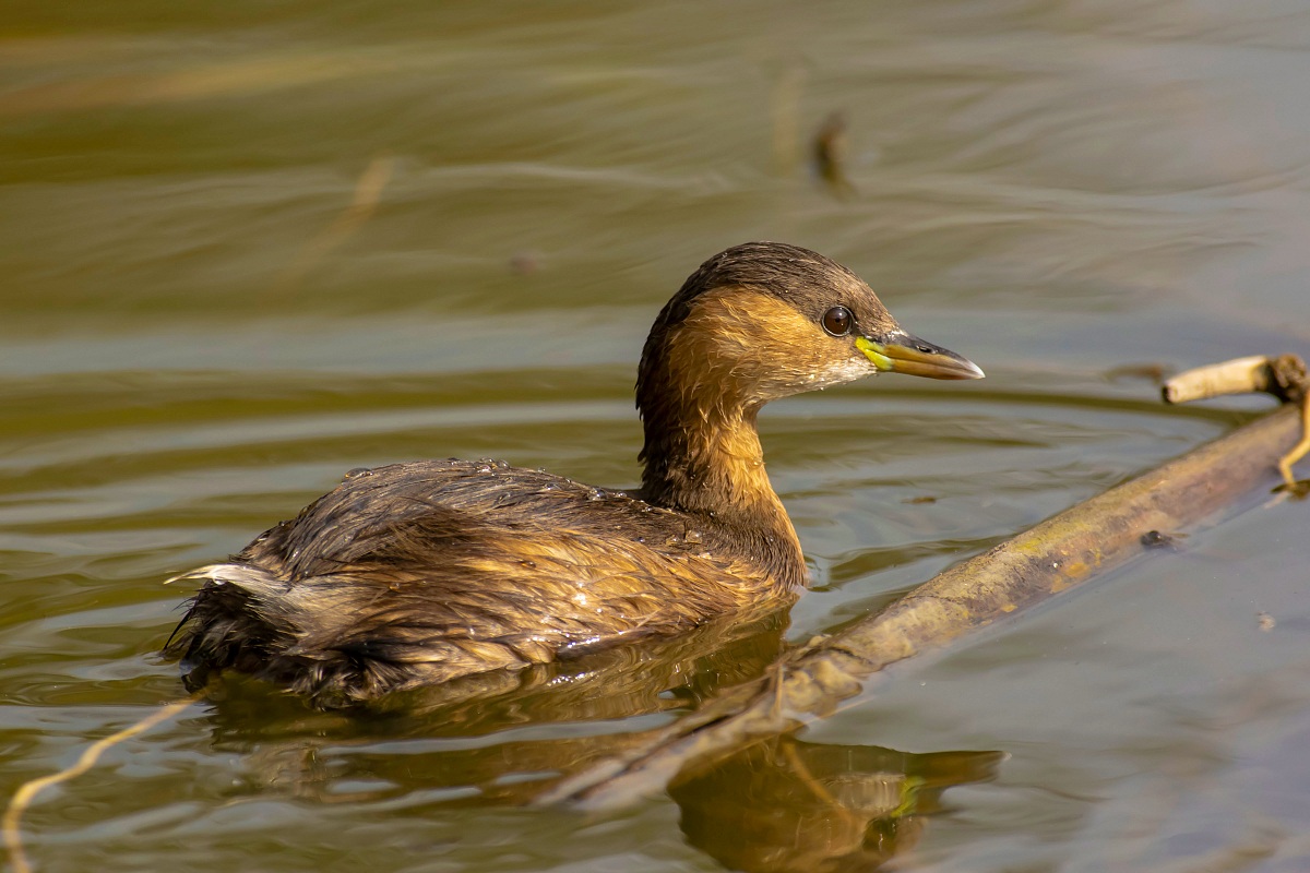Little Grebe