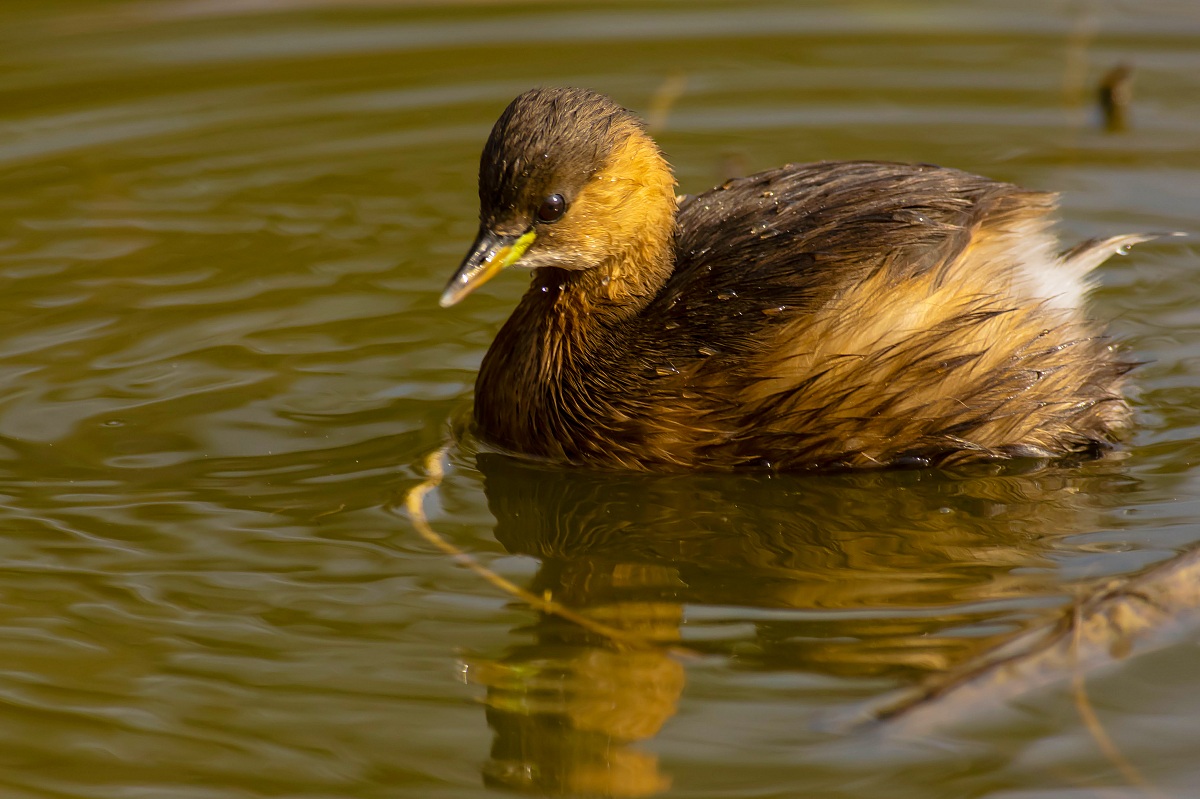 Little Grebe