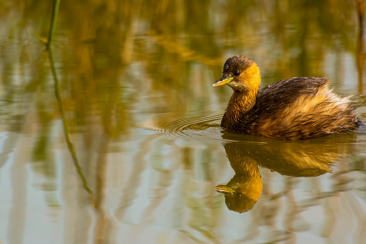 Little Grebe