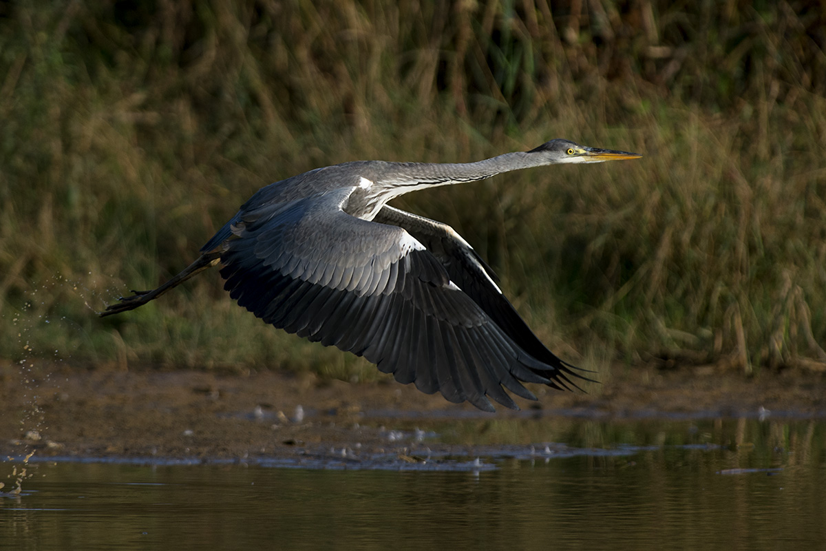 heron c