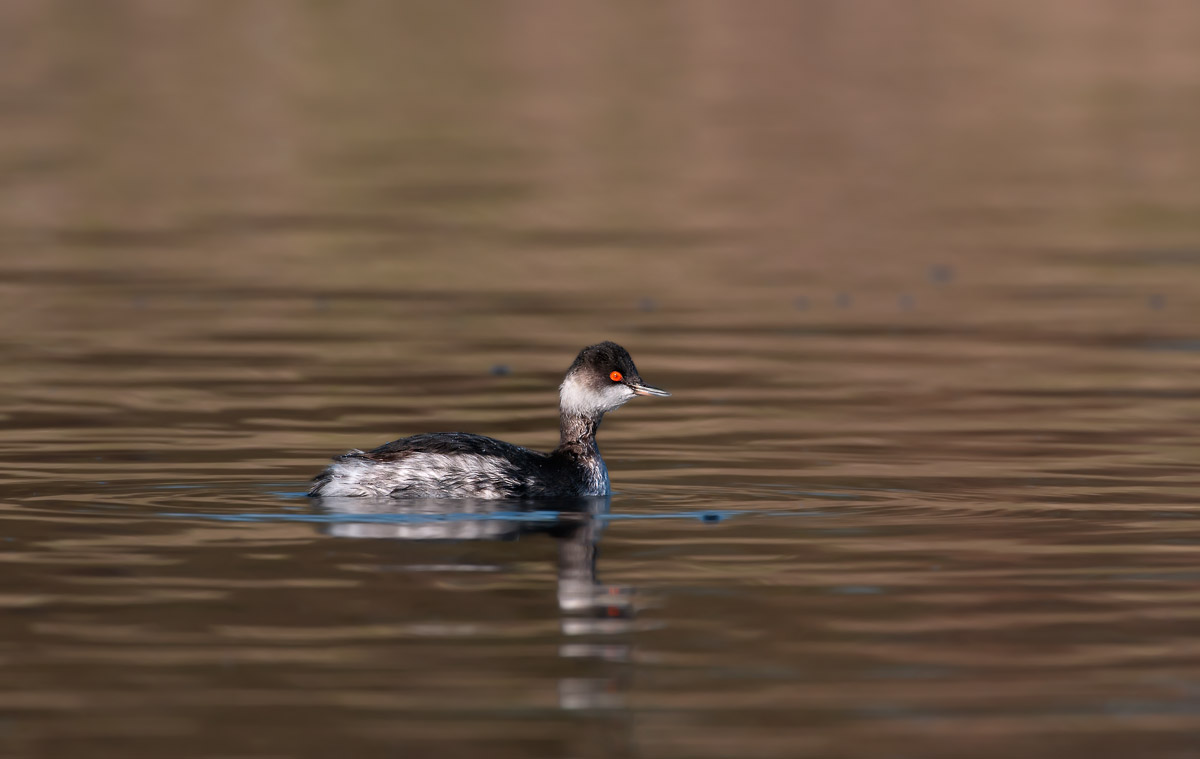 Black-necked Grebe