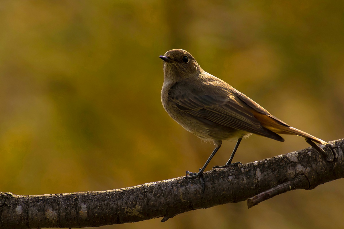 Chimney sweep Redstart female