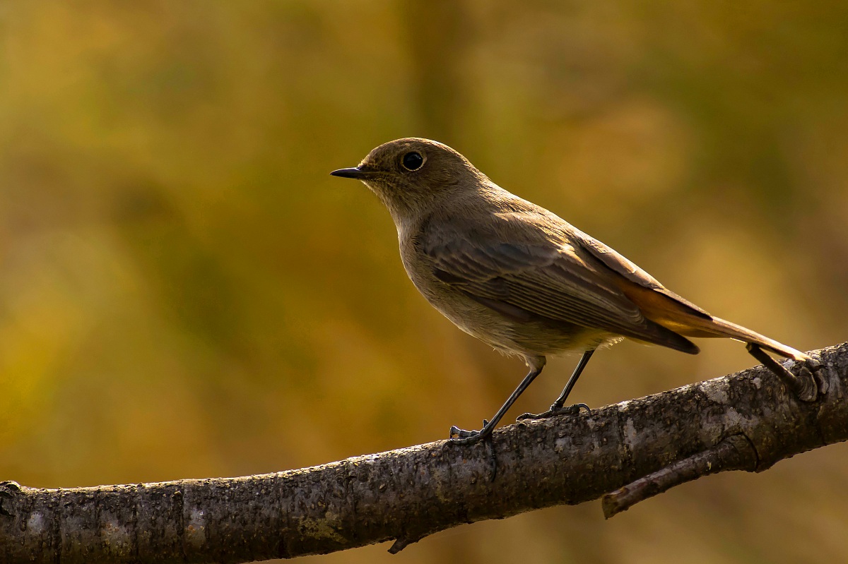 Redstart Spazzacamino f.