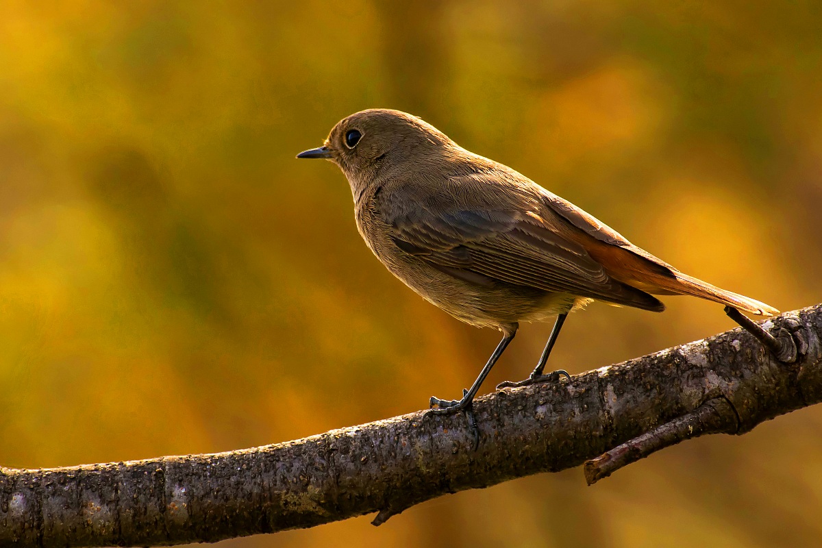 Redstart Spazzacamino f.