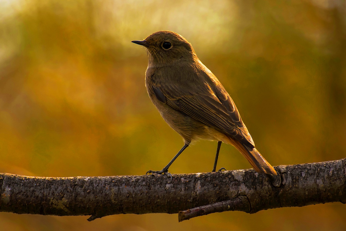 Redstart Spazzacamino f.