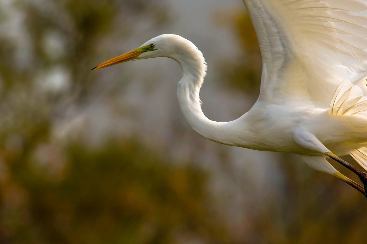 White Heron Maggiore